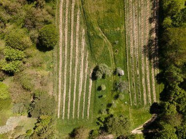 Aşağı Avusturya 'daki yeşil tepeler, çayırlar ve Viyana Ormanı' nın kıyısındaki taze ormanın insansız hava aracı fotoğrafı.