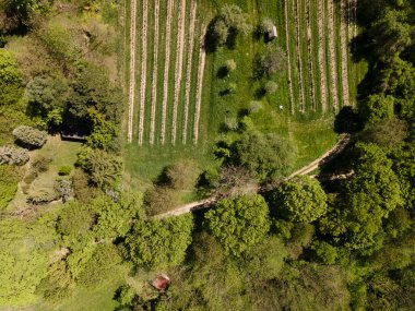 Aşağı Avusturya 'daki yeşil tepeler, çayırlar ve Viyana Ormanı' nın kıyısındaki taze ormanın insansız hava aracı fotoğrafı.