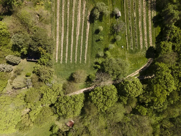 Luftaufnahme Von Grünen Hügeln Wiesen Und Frischem Wald Niederösterreich Rande — Stockfoto