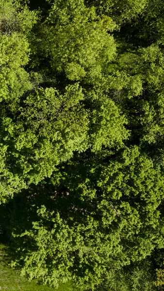 Aerial Drone Flight Photo Green Hills Meadows Fresh Forest Lower — Stock Photo, Image