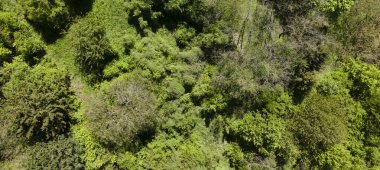 Aşağı Avusturya 'daki yeşil tepeler, çayırlar ve Viyana Ormanı' nın kıyısındaki taze ormanın insansız hava aracı fotoğrafı.