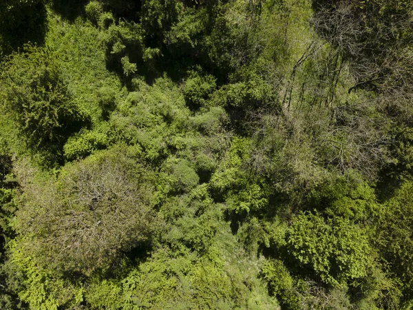 Αεροφωτογραφία Πτήσης Drone Πράσινων Λόφων Λιβαδιών Και Φρέσκων Δασών Στην — Φωτογραφία Αρχείου