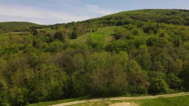 Viyana Ormanı 'nın kenarındaki yeşil tepeler, çayırlar ve Aşağı Avusturya' daki taze ormanın insansız hava aracı uçuş videosu.