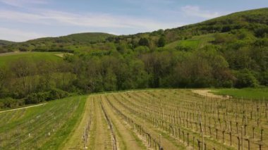 Viyana Ormanı 'nın kenarındaki yeşil tepeler, çayırlar ve Aşağı Avusturya' daki taze ormanın insansız hava aracı uçuş videosu.