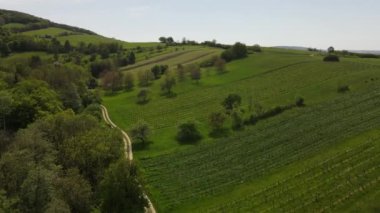Viyana Ormanı 'nın kenarındaki yeşil tepeler, çayırlar ve Aşağı Avusturya' daki taze ormanın insansız hava aracı uçuş videosu.