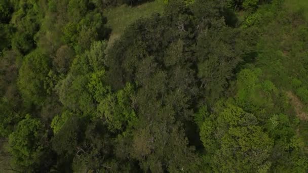 Vôo Aéreo Drones Vídeo Colinas Verdes Prados Florestas Frescas Baixa — Vídeo de Stock