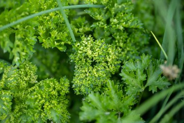 Grafik arkaplan veya dekorasyon olarak kullanılabilir yeşil bitki arkaplan ve bitki yapısı, yazın yeşil ve farklı yeşil renkler kavramı