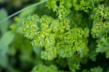 Grafik arkaplan veya dekorasyon olarak kullanılabilir yeşil bitki arkaplan ve bitki yapısı, yazın yeşil ve farklı yeşil renkler kavramı