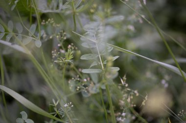 Grafik arkaplan veya dekorasyon olarak kullanılabilir yeşil bitki arkaplan ve bitki yapısı, yazın yeşil ve farklı yeşil renkler kavramı