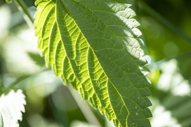 Grafik arkaplan veya dekorasyon olarak kullanılabilir yeşil bitki arkaplan ve bitki yapısı, yazın yeşil ve farklı yeşil renkler kavramı