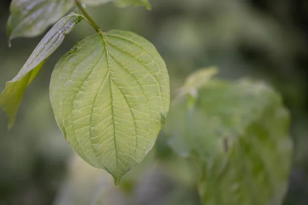 Fundo Verde Planta Estrutura Planta Utilizável Como Fundo Gráfico Decoração — Fotografia de Stock