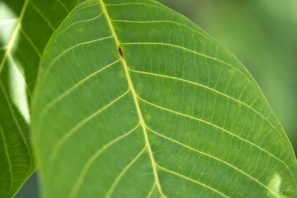 Fundo Verde Planta Estrutura Planta Utilizável Como Fundo Gráfico Decoração — Fotografia de Stock