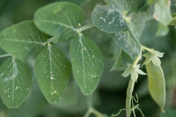 Fundo Verde Planta Estrutura Planta Utilizável Como Fundo Gráfico Decoração — Fotografia de Stock