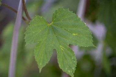 Grafik arkaplan veya dekorasyon olarak kullanılabilir yeşil bitki arkaplan ve bitki yapısı, yazın yeşil ve farklı yeşil renkler kavramı
