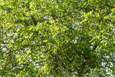 Grafik arkaplan veya dekorasyon olarak kullanılabilir yeşil bitki arkaplan ve bitki yapısı, yazın yeşil ve farklı yeşil renkler kavramı