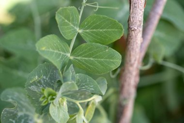 Grafik arkaplan veya dekorasyon olarak kullanılabilir yeşil bitki arkaplan ve bitki yapısı, yazın yeşil ve farklı yeşil renkler kavramı