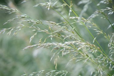 Grafik arkaplan veya dekorasyon olarak kullanılabilir yeşil bitki arkaplan ve bitki yapısı, yazın yeşil ve farklı yeşil renkler kavramı