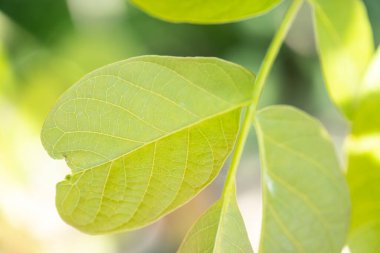 Grafik arkaplan veya dekorasyon olarak kullanılabilir yeşil bitki arkaplan ve bitki yapısı, yazın yeşil ve farklı yeşil renkler kavramı
