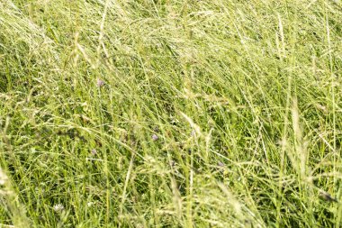 Grafik arkaplan veya dekorasyon olarak kullanılabilir yeşil bitki arkaplan ve bitki yapısı, yazın yeşil ve farklı yeşil renkler kavramı