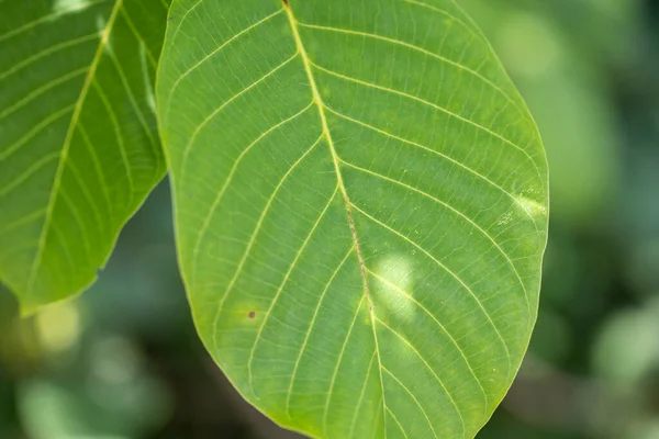 Fundo Verde Planta Estrutura Planta Utilizável Como Fundo Gráfico Decoração — Fotografia de Stock