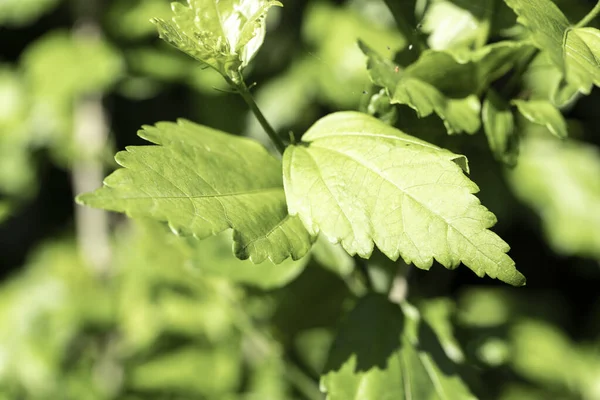 Fundo Verde Planta Estrutura Planta Utilizável Como Fundo Gráfico Decoração — Fotografia de Stock