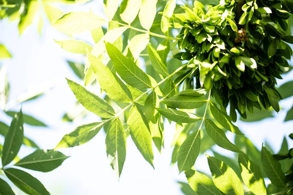 Fundo Verde Planta Estrutura Planta Utilizável Como Fundo Gráfico Decoração — Fotografia de Stock