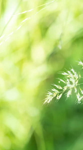 Green Plant Background Plant Structure Usable Graphic Background Decoration Concept — Stock Photo, Image