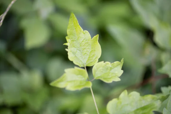 Zielone Tło Rośliny Struktura Roślin Użyteczne Jako Tło Graficzne Lub — Zdjęcie stockowe