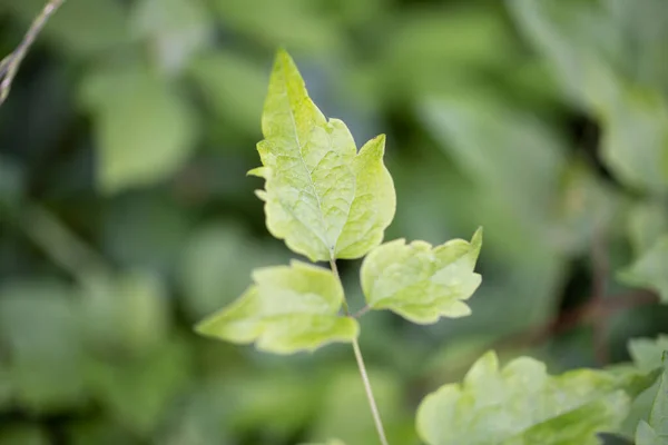 Fondo Planta Verde Estructura Vegetal Utilizable Como Fondo Gráfico Decoración — Foto de Stock