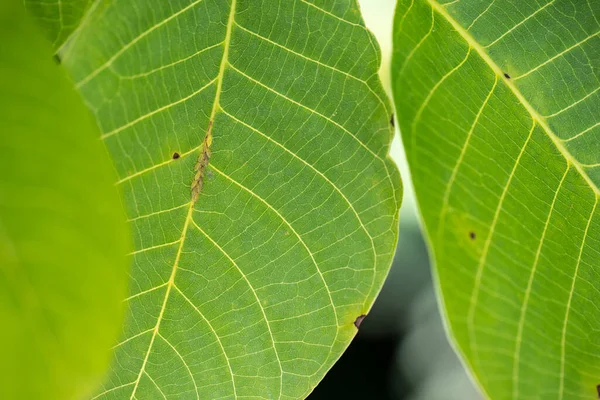 Fundo Verde Planta Estrutura Planta Utilizável Como Fundo Gráfico Decoração — Fotografia de Stock