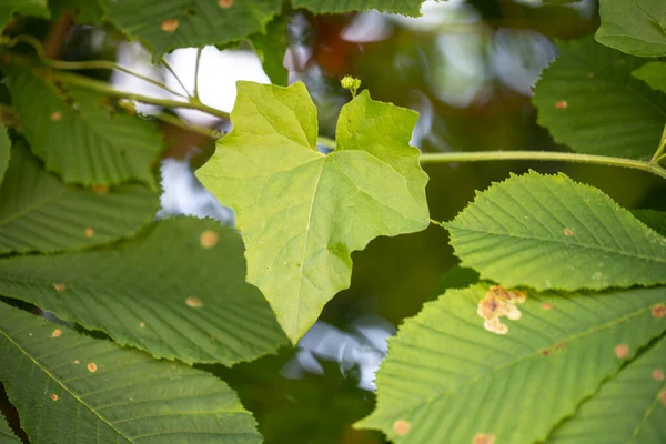 Zielone Tło Rośliny Struktura Roślin Użyteczne Jako Tło Graficzne Lub — Zdjęcie stockowe