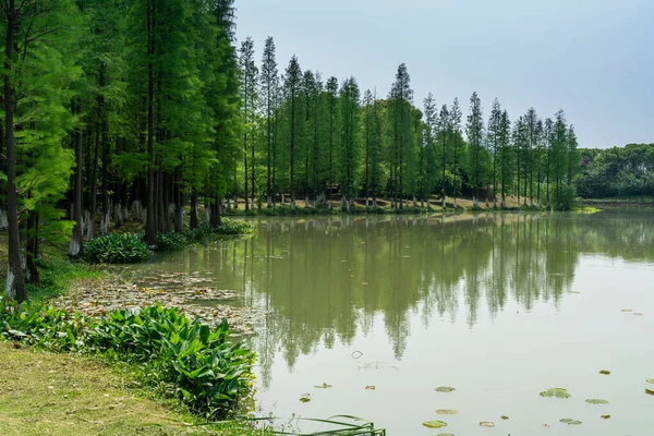 Saftig Grüner Rund Den Teich Park — Stockfoto