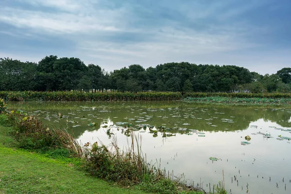 stock image Lush greener around the pond in the park