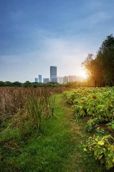 Şangay 'da modern bina geçmişi olan şehir parkı.