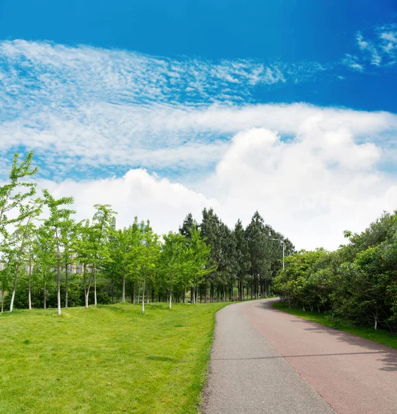 Wandelpad Het Bos Wandelpad Het Bos — Stockfoto