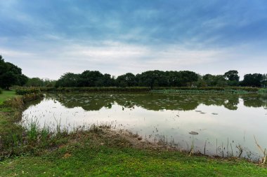 Parktaki göletin çevresi yemyeşil