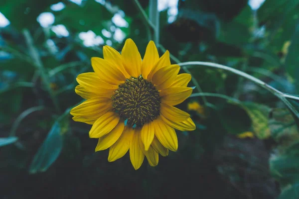 Yellow Sunflower Sunset Light Close Sunflower Close Yellow Big Flower — Stock Photo, Image