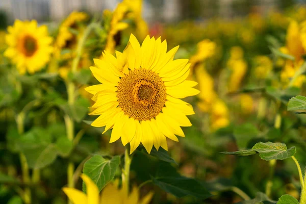 Yellow Sunflower Sunset Light Close Sunflower Close Yellow Big Flower — Stock Photo, Image