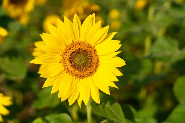 Yellow Sunflower Sunset Light Close Sunflower Close Yellow Big Flower — Stock Photo, Image