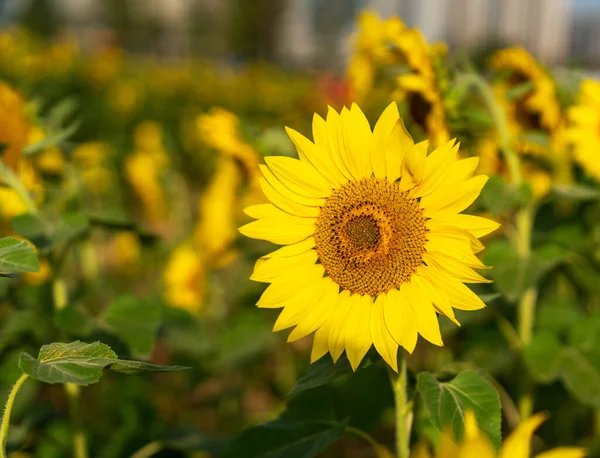 Yellow Sunflower Sunset Light Close Sunflower Close Yellow Big Flower — Stock Photo, Image