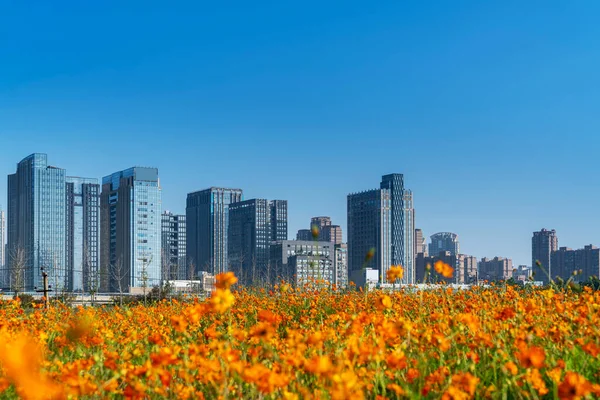 Champ Fleurs Dans Parc Centre Ville Ville Moderne — Photo