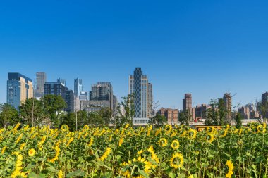 Şehir merkezi ve modern şehrin parkındaki çiçek tarlası.
