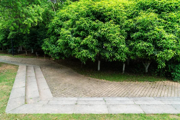 空の正方形の床と緑の森の自然景観 — ストック写真