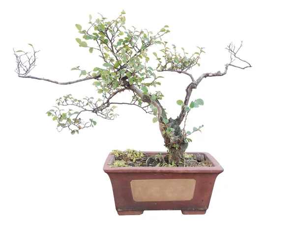 Ficus panda bonsai árbol —  Fotos de Stock