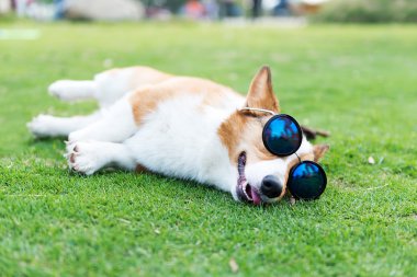 Köpek güneş gözlüğü takıyor.