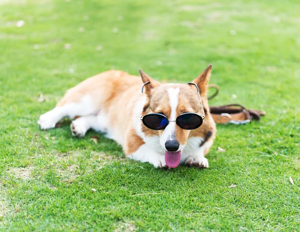 Dog wearing sunglasses — Stock Photo, Image