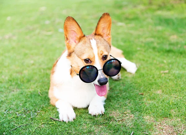 Σκύλος φοράει γυαλιά ηλίου — Φωτογραφία Αρχείου