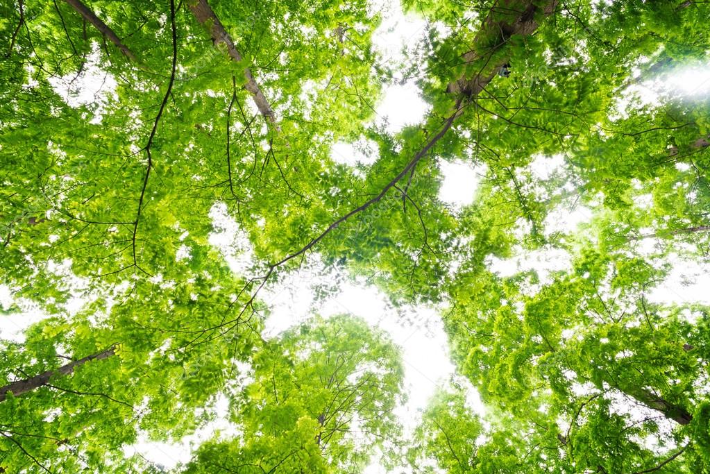 绿色树梢上的视图– 图库图片