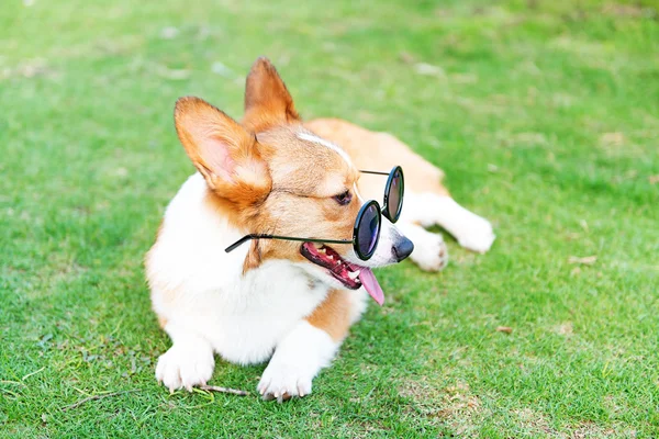 Dog wearing sunglasses — Stock Photo, Image