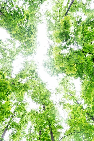 ต้นไม้ — ภาพถ่ายสต็อก